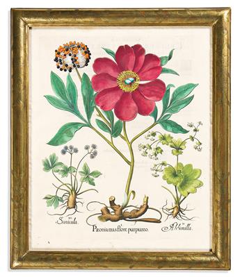 (BOTANICAL.) Basilus Besler. Group of 5 lovely hand-colored engraved plates from Hortus Eystettensis.